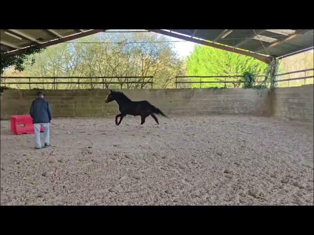 Hongre SF de 4 ans par Fidjy of Colors