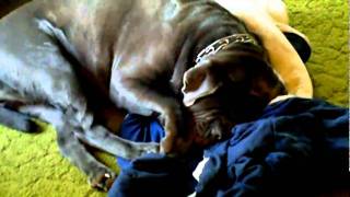 Trying to scare a Neapolitan Mastiff