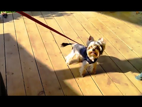 Йоркширский терьер Лексус, 11 месяцев. (Беби Фейс)