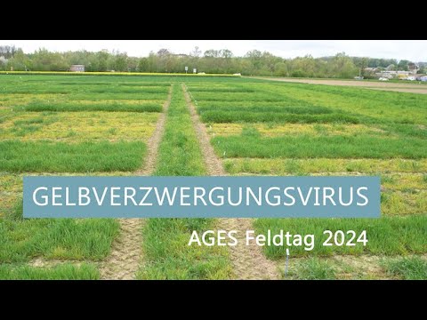 Gelbverzwergungsvirus // Wintergerste | AGES