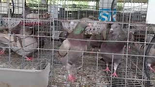 Cách Phân Biệt Chim Bồ Câu Trống Mái Đơn Giản Nhất