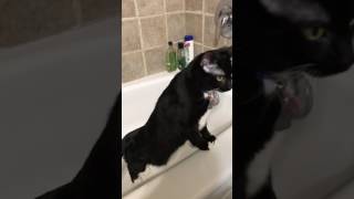 Cat obsessed with water.