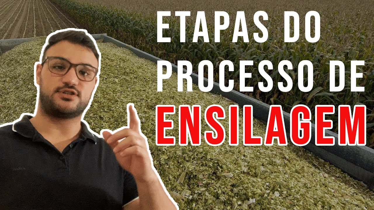 CONHECENDO AS ETAPAS DO PROCESSO DE ENSILAGEM