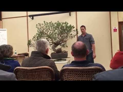 Scots Pine By Ryan Neil at Hexham, Designing, Planning, Pruning, Bending & Wiring Techniques