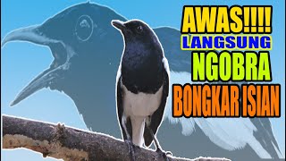 Download lagu SUARA KACER GACOR  NEMBAK, AMPUH BUAT PANCINGAN KACER BONGKAR ISIAN mp3