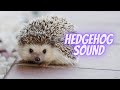 hedgehog screaming noise | hedgehog distress call