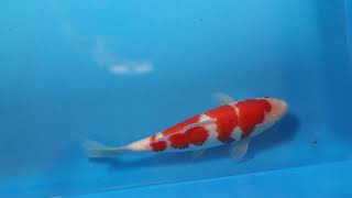 video van Yondan  Kohaku 2301015