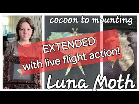 LUNA MOTH  **EXTENDED CUT WITH LIVE FLIGHT ACTION!**  From cocoon to mounting!