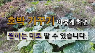 호박 가꾸기 이렇게 하면 원하는 대로 딸 수 있습니다. #주말농장 #호박 잘 가꾸는 방법 #필레오 TV.