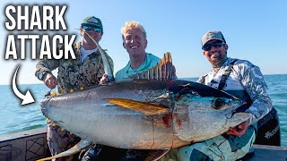 Shark Attacks our MASSIVE 200lb Tuna!
