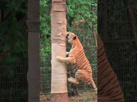 Tiger Climb On Every Situation🌳