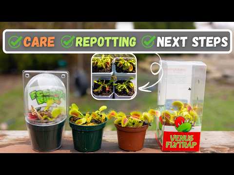 I Bought A Venus Fly Trap From Wal-Mart, Lowes, Home Depot On Impulse, What Do I Do Now?
