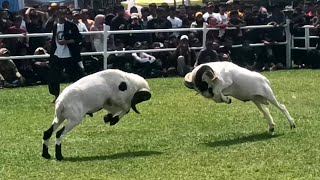 Download lagu 189 Tahun Adu Domba Garut mp3 Download lagu 189 Tahun Adu Domba Garut mp3