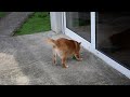 Shiba Inu welpen kaufen