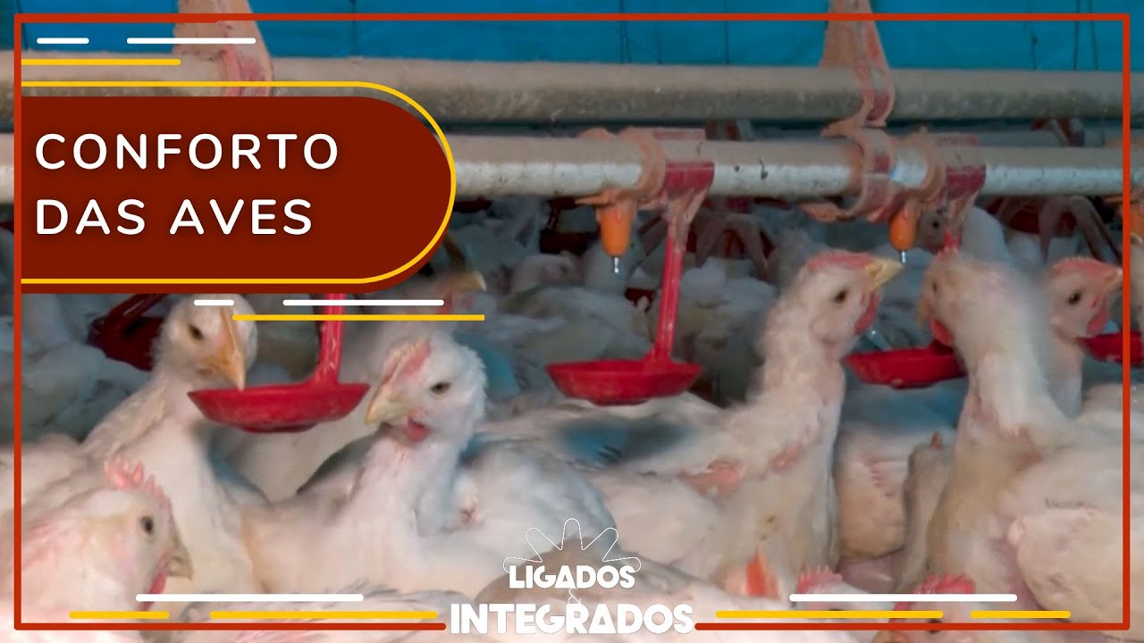 Zootecnia de precisão: como garantir a ambiência na avicultura? | Ligados & Integrados - 15/03/23