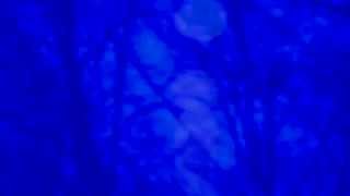 The Megaphonic Thrift - Sun Stare Sound