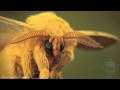 Binaural Beats - Mettle II: Moth Mescaline Mix - THINGS OUTSIDE THE SKIN