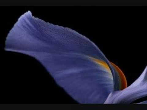 Biagio Antonacci & Gemelli Diversi - Iris