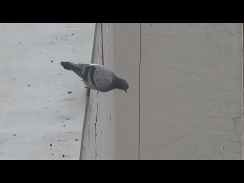 Bird Jumps off Roof