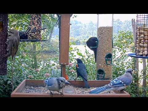Blue Jays And Blackbirds Descend On Cornell Feeders For Summer Snacks – Aug. 4, 2025