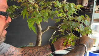 Japanese Maple Bonsai + Update on Cuttings Using Water Method