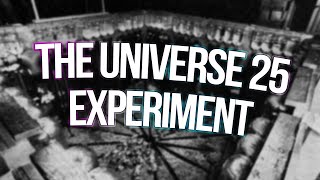 don&#39;t put rats in paradise