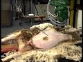Automaticke strihani ovci (Tearon) - Známka: 3, váha: velká