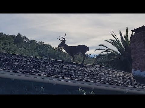 oh deer! in which an injured deer wanders our yard