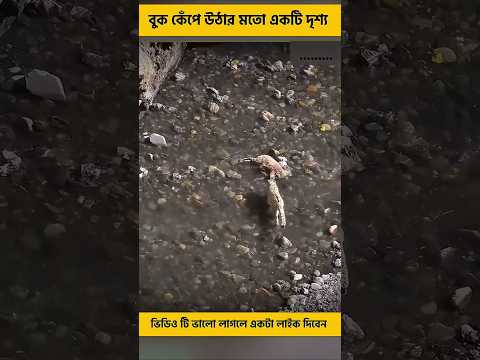 বাঘের ভয়ে ছাগলটি পাহাড় থেকে লাফ দিয়ে মারা যায় #shorts