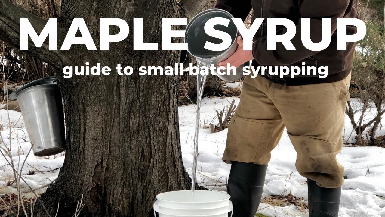 Small batch MAPLE SYRUP making: you only need 1 tree!