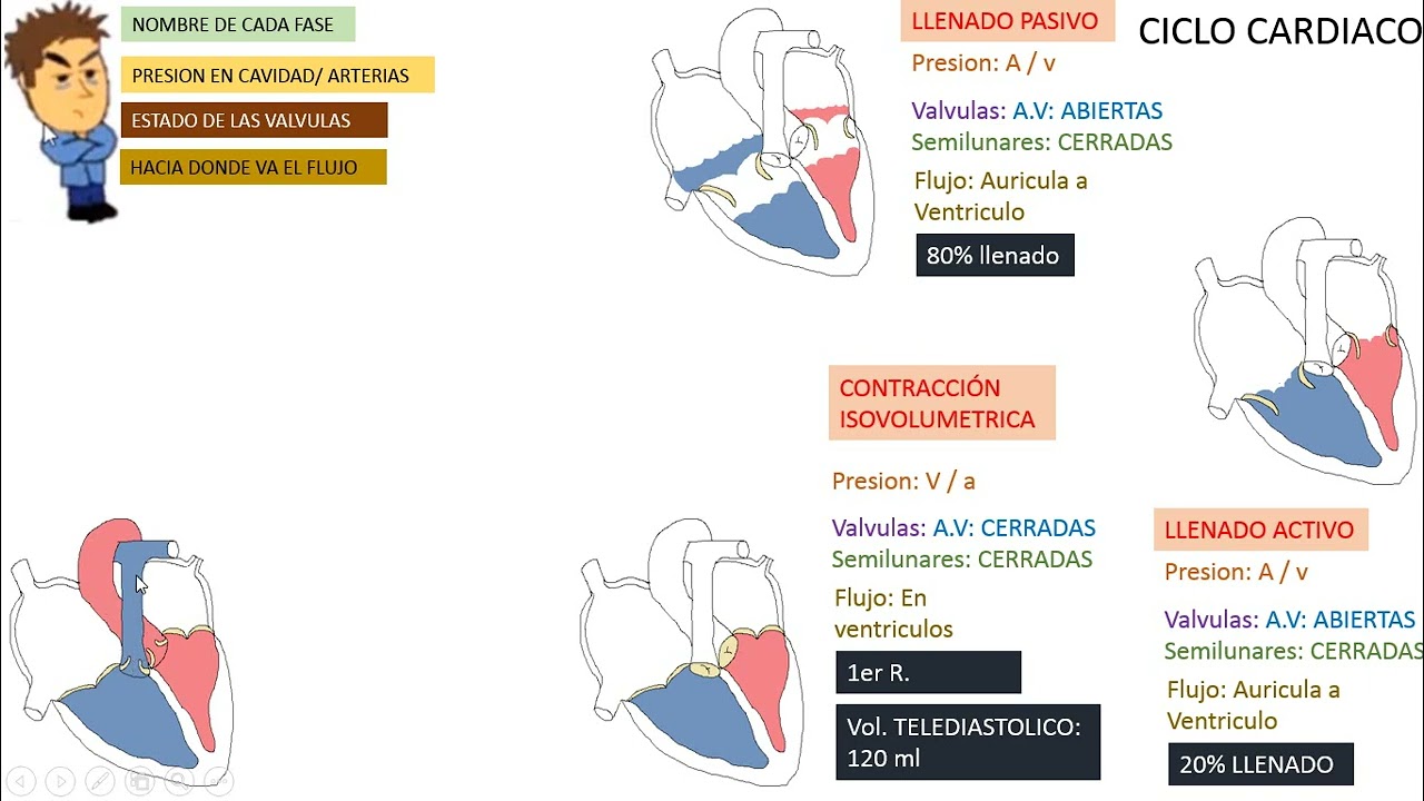 FISIOLOGÍA Clase 10: CICLO CARDIACO