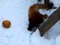 Red panda freaking out over a pumpkin.