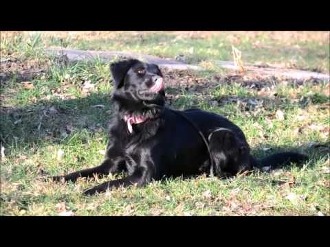 Pawswapofgreaterlafayette