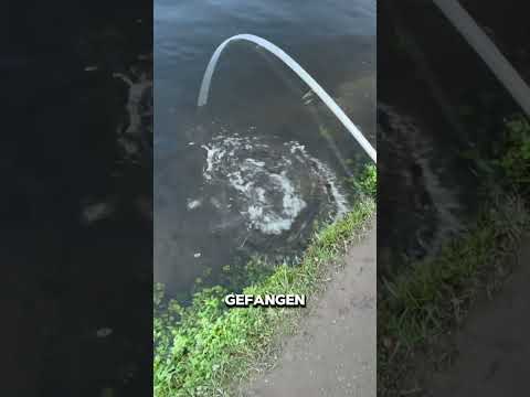 Unerwartete Situation am Forellenteich👀 #fishing #angeln #forellen