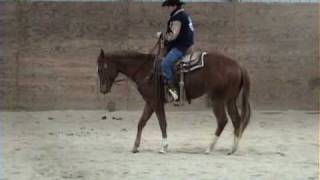 preview picture of video 'SOLD: Imaginear 2008 Gelding 2-12-10'