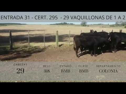 Lote 29 Vaquillonas 1 a 2 años Negras y caretas 318kg -  en Km 130 ruta 1, 7 km al sur
