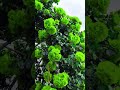 A Super Green Rose Flower Plant Rose Flower Shorts
