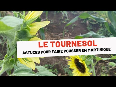 , title : 'LE TOURNESOL : Comment le faire pousser en Martinique'