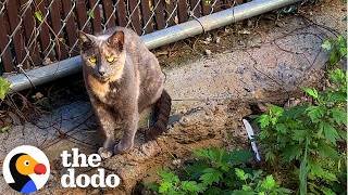 Everyone Walked Past This Stray Cat Until One Woman Stopped | The Dodo