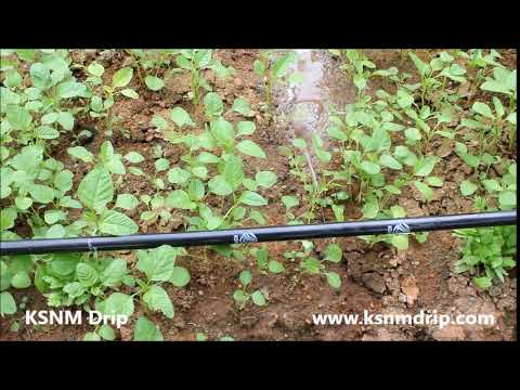 Drip irrigation pipe