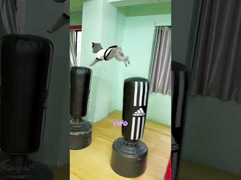 🐴🔥 ظنّ الجميع أن ماكس ضعيف، لكنه لم يستسلم أبدًا! 😱🏆