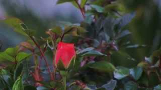 Andre' Rieu  -  The Rose (Spring)