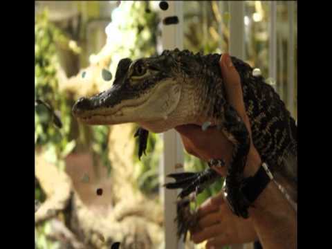 Kaiman- und Alligatorenfütterung