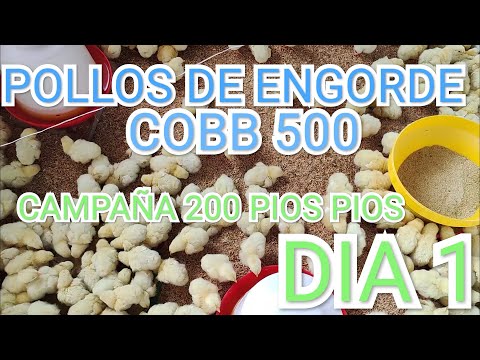, title : 'POLLOS DE ENGORDE COBB 500 (campaña 200 pollitos) DIA 1'