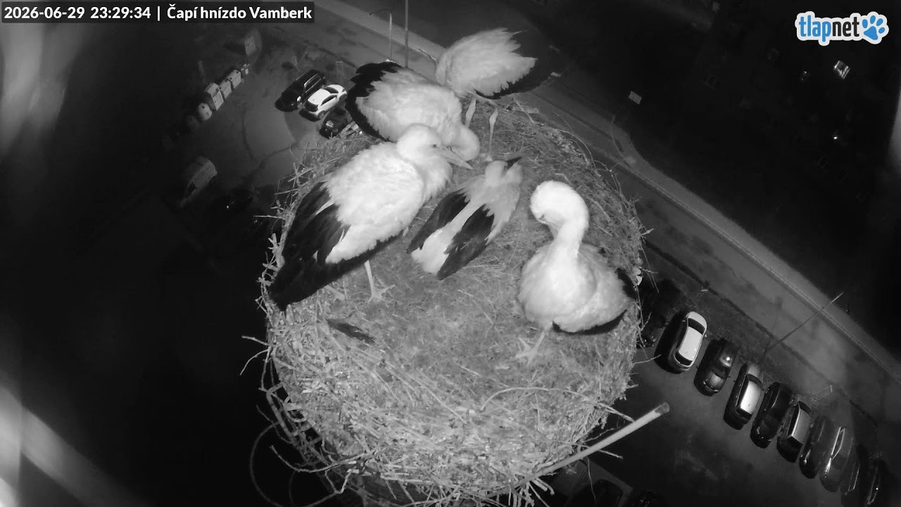 Live webcam view of Vamberk Stork Nest Cam