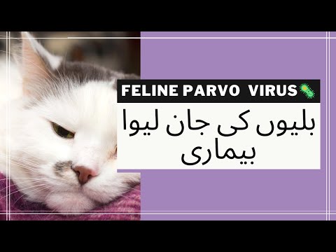 Feline Panleukopenia Virus || Clinical Signs - Deadly Virus || Vet Furqan Younas || Animalia Dot Pk