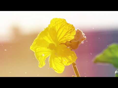 Duyên tình hoa mướp vàng - Dương Linh Tuyền