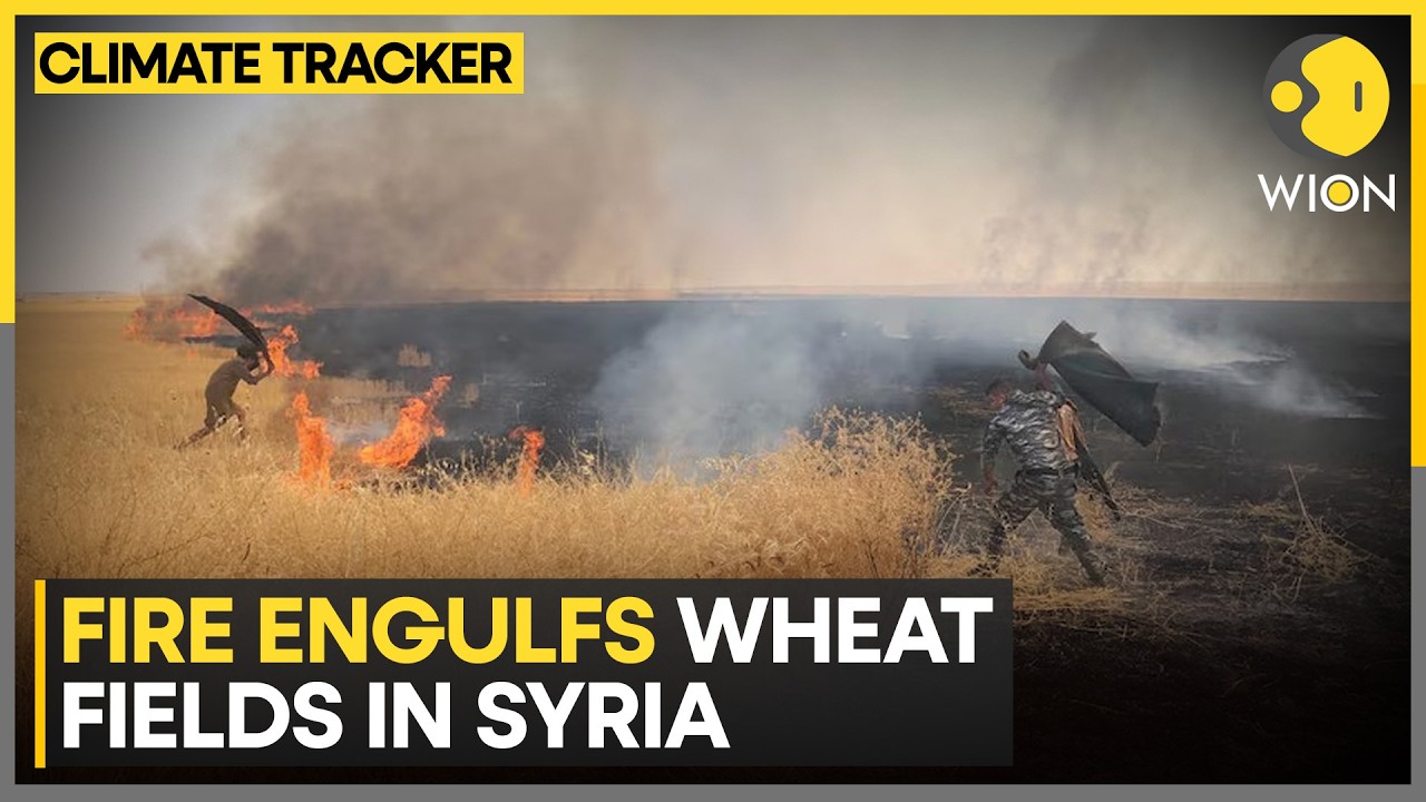 Wildfires Engulf Wheat Fields Across Syria | WION