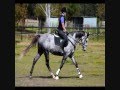 OTTB Rescue Giving Off The Track Thoroughbreds A Second Chance