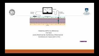 Potencial de reposo y potencial de acción - Parte 1